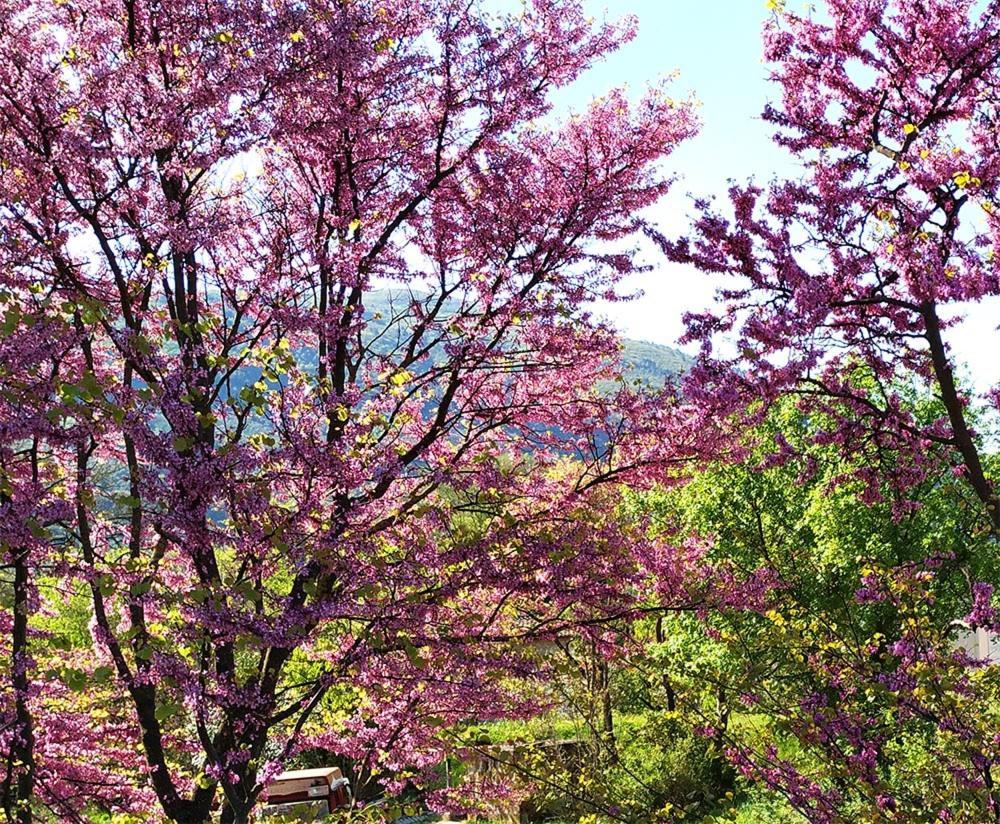 Agriturismo I Melograni Ferentillo Εξωτερικό φωτογραφία