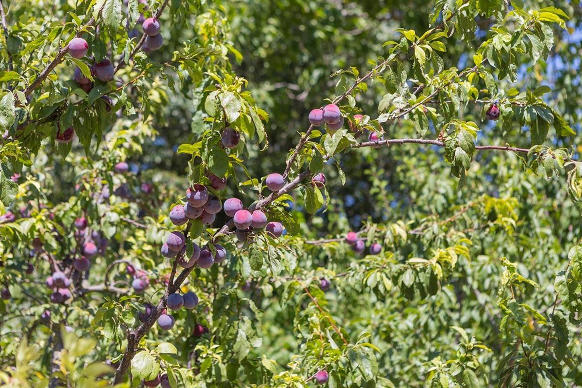 Agriturismo I Melograni Ferentillo Εξωτερικό φωτογραφία